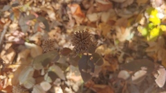 Monarda bradburiana