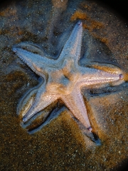 Astropecten