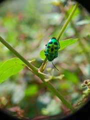Chrysocoris