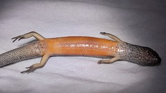 Tytthoscincus