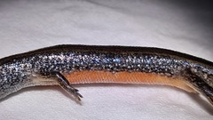 Tytthoscincus