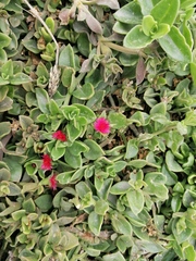 Mesembryanthemum cordifolium