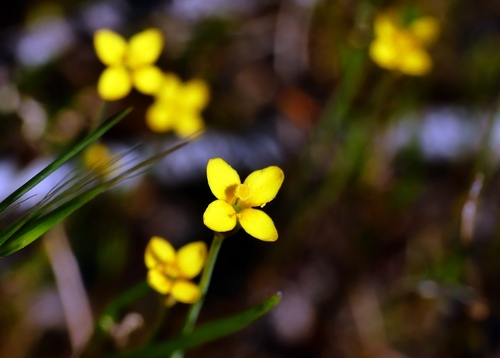 Yellow centaury