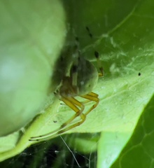 Araneus thaddeus