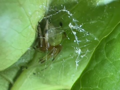 Araneus thaddeus