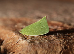 Siphanta acuta