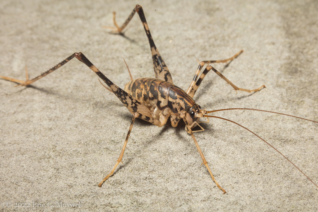 Japanese Camel Cricket (Diestrammena japanica) · iNaturalist