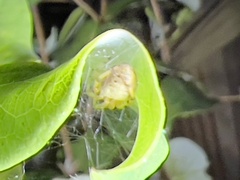 Araneus thaddeus
