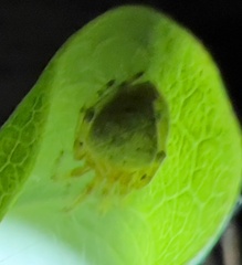 Araneus thaddeus