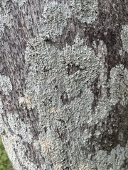 Physcia americana
