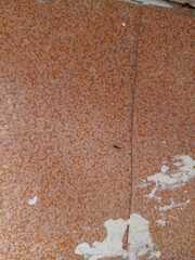 Camponotus macilentus