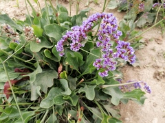 Limonium perezii