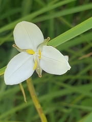Libertia
