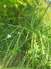 Libertia