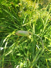 Libertia