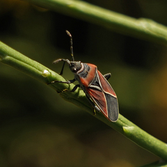 Neacoryphus bicrucis