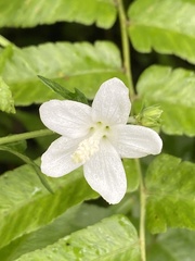 Urena procumbens