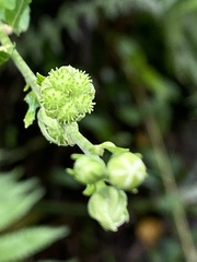 Urena procumbens