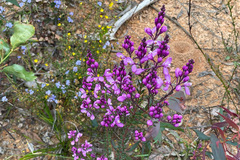 Comesperma ericinum