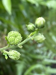 Urena procumbens