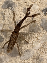 Ulocerus