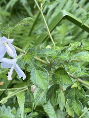 Urena procumbens