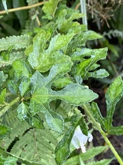 Urena procumbens