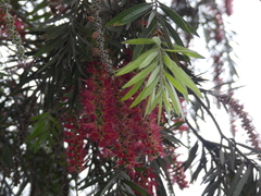 Melaleuca viminalis