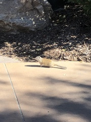 Poliocitellus franklinii