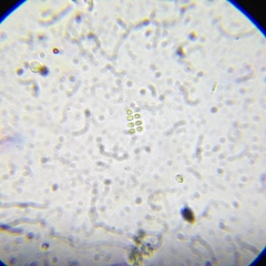 Dispora crucigenioides