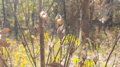 Frasera caroliniensis