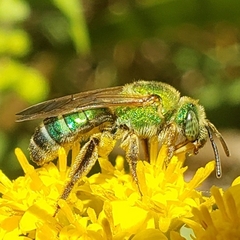 Agapostemon