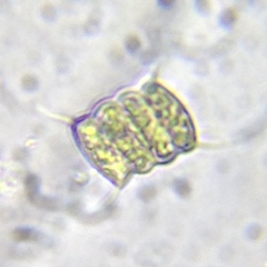 Desmodesmus communis