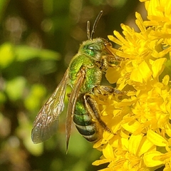 Agapostemon