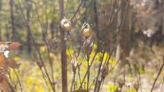 Frasera caroliniensis