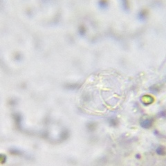 Parvodinium inconspicuum
