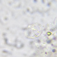 Parvodinium inconspicuum