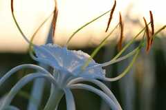Hymenocallis