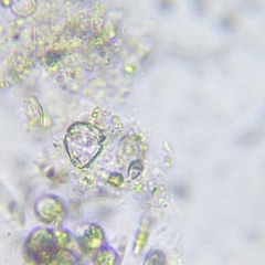 Parvodinium inconspicuum