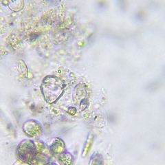 Parvodinium inconspicuum