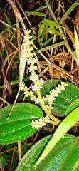 Miconia