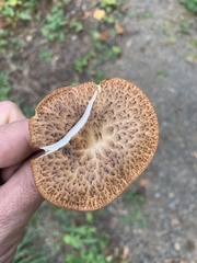 Polyporus