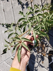 Sambucus cerulea