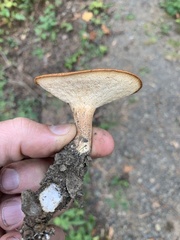 Polyporus