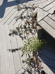 Sambucus cerulea