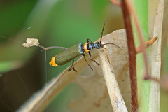 Chauliognathus lugubris