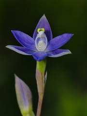 Thelymitra pauciflora