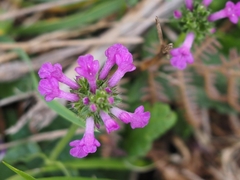 Betonica officinalis