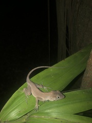 Anolis hispaniolae