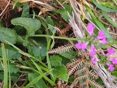 Betonica officinalis